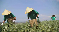 宛“艾”將熟！一株野草長成南陽百億產(chǎn)業(yè)帶 | 極刻
