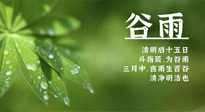 【二十四節(jié)氣灸】谷雨時(shí)節(jié)，用艾為您的健康加上一道保險(xiǎn)！