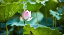 【三伏天養(yǎng)生】三伏天養(yǎng)生有六大禁忌，你知道嗎？記得分享給家人知道！