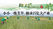 【行業(yè)資訊】向上，特色產(chǎn)業(yè)看河南：南陽艾區(qū)域品牌正在叫響！