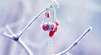 【小寒節(jié)氣】時(shí)處二三九，臘月梅花開！