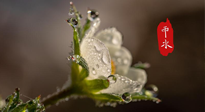 【二十四節(jié)氣灸】雨水節(jié)氣，扶陽、祛濕、調(diào)氣血，才是養(yǎng)生重點(diǎn)！艾灸，橫掃濕寒！
