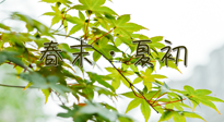 【艾灸養(yǎng)生】春末夏初：上熱下寒癥狀，補不如疏通淤堵，試試艾灸吧！