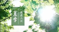 【艾灸三伏天】今年三伏不一般，仙草小助理建議大家早作準(zhǔn)備哦！