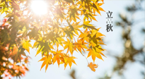 【節(jié)氣飲食】立秋將至，吃最合適的飲食，平穩(wěn)度過季節(jié)交替！